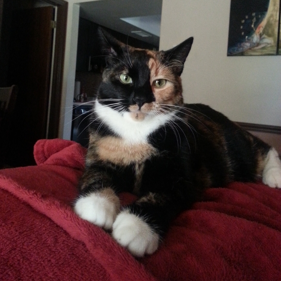 Live show Flyer- LIKE TO BE NOTIFIED WHEN I GO LIVEABSOLUTELY NO CANCELLATIONS!! - Picture 9 of 13